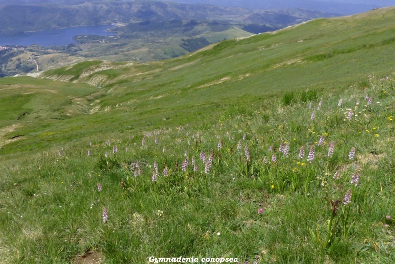Monte Doro e Cima della Laghetta, le orchidee e i loro ambienti - luglio 2025.